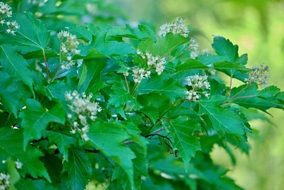 Acer ginnala - javor amurský - květenství s listy (56)